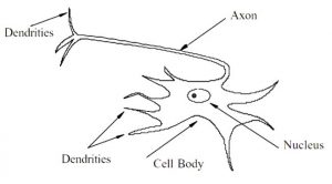 بخش هایی از نورون